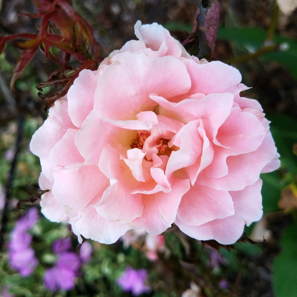 Meet your Posher